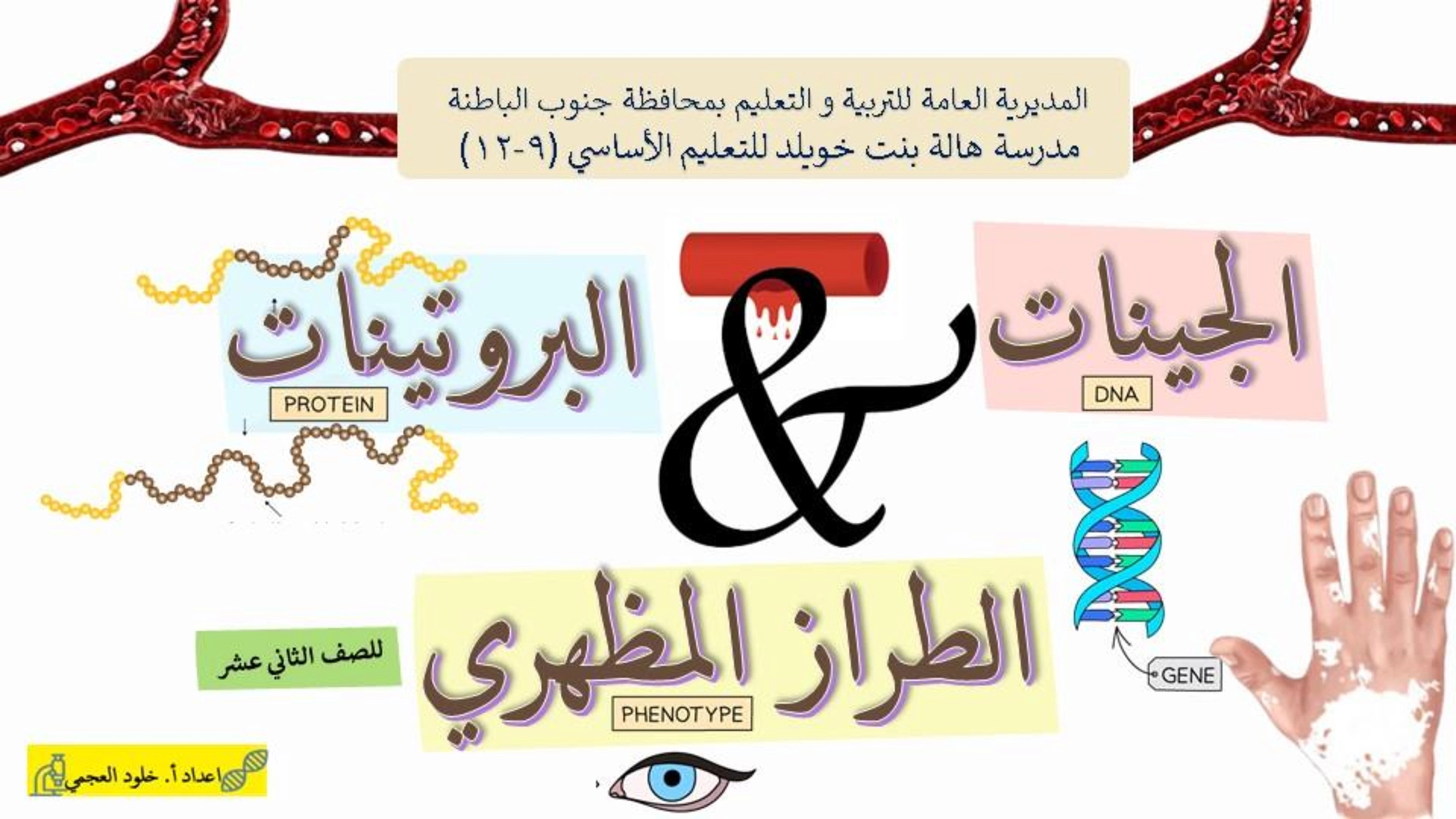 الرابط العجيب بين الجينات والبروتينات والطراز المظهري - علوم - الصف الصف الثاني عشر - الفصل الفصل الأول