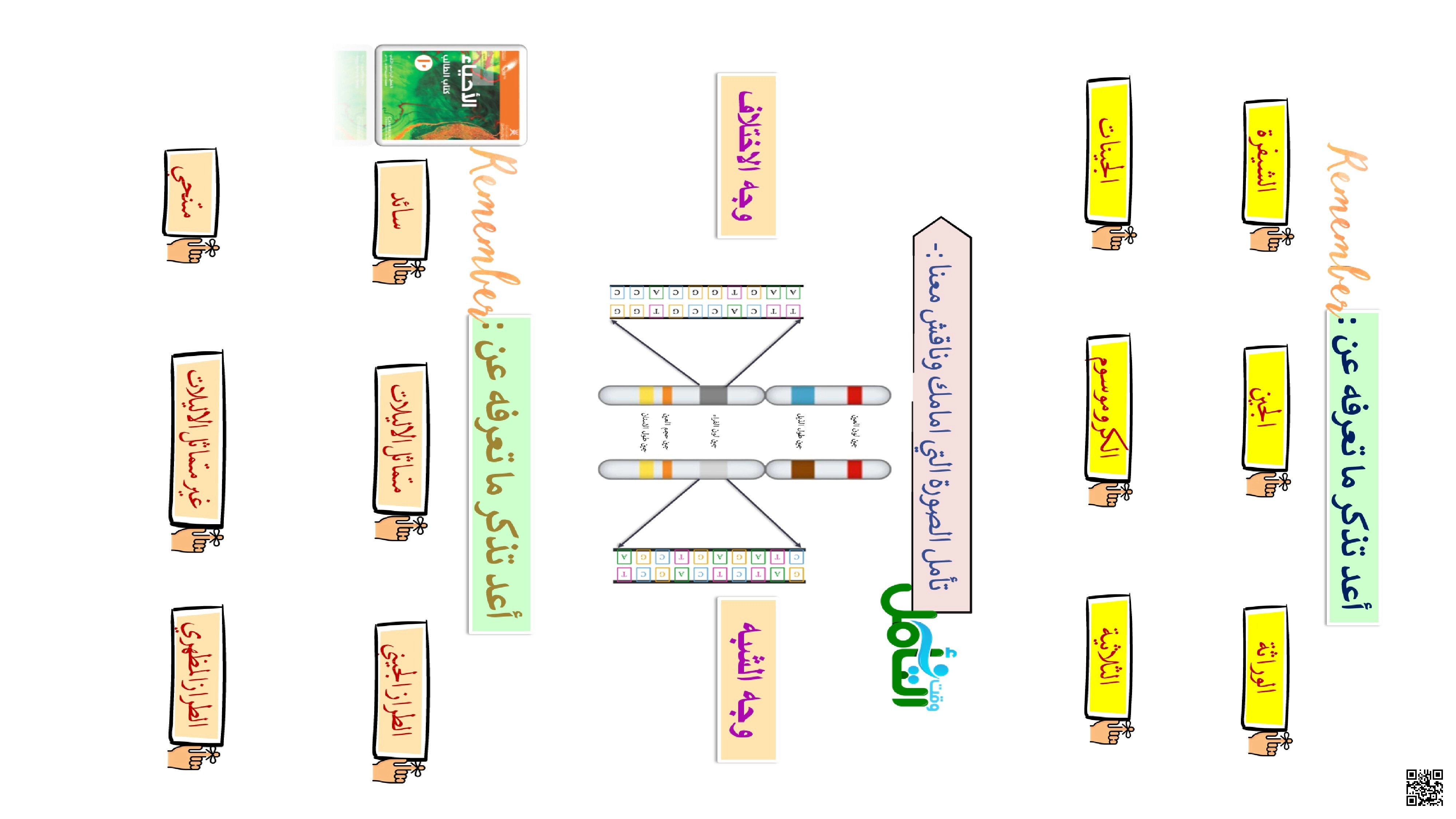 ورقة عمل الوراثة والمخططات الجينية - علوم - الصف الثاني عشر الفصل الأول ورقة عمل الوراثة والمخططات الجينية - علوم - الصف الصف الثاني عشر - الفصل الفصل الأول