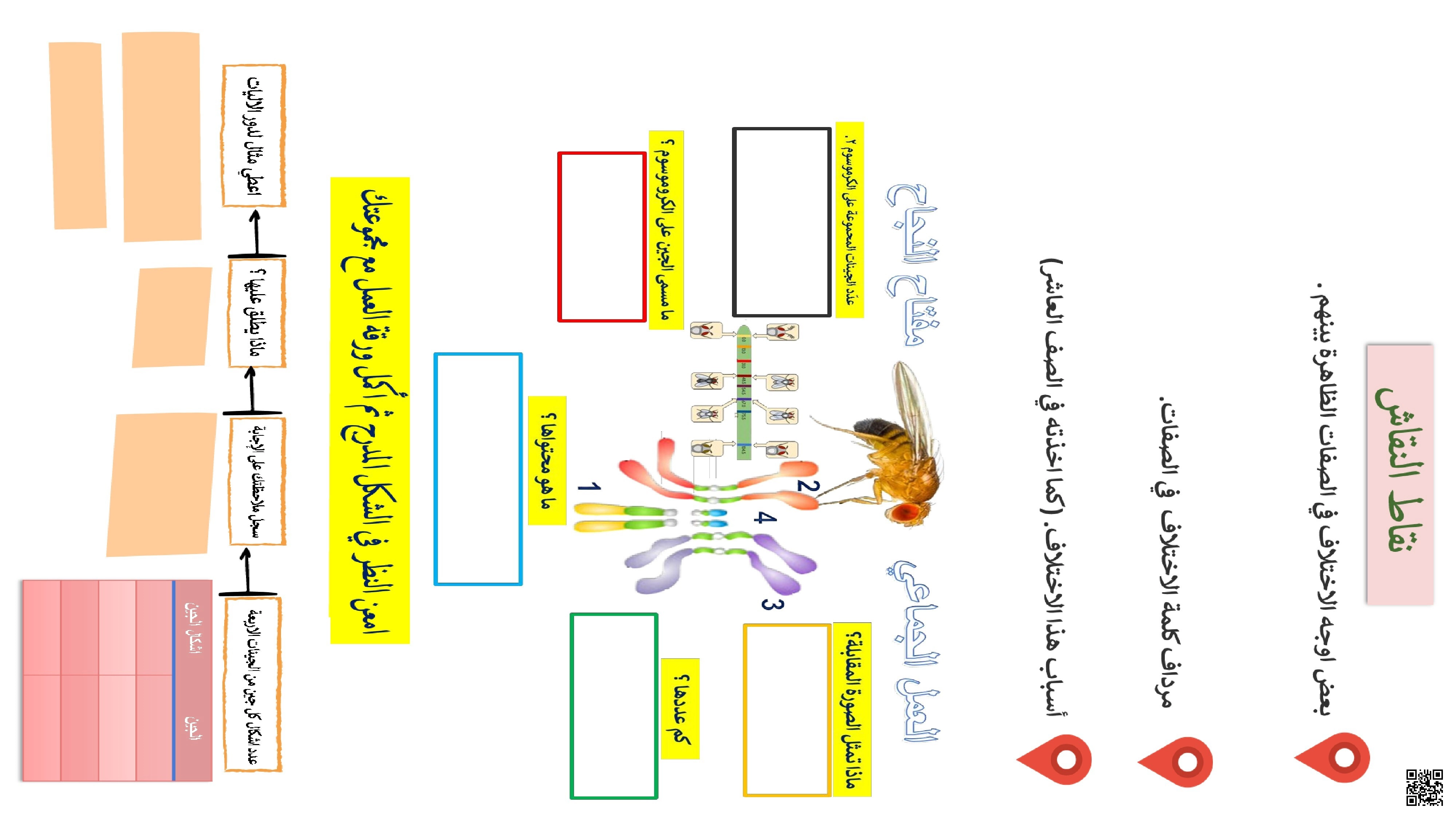 ورقة عمل الوراثة - علوم - الصف الثاني عشر الفصل الأول ورقة عمل الوراثة - علوم - الصف الصف الثاني عشر - الفصل الفصل الأول